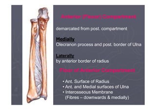 Ul- flexor - Forearm.pptx