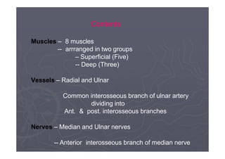 Ul- flexor - Forearm.pptx