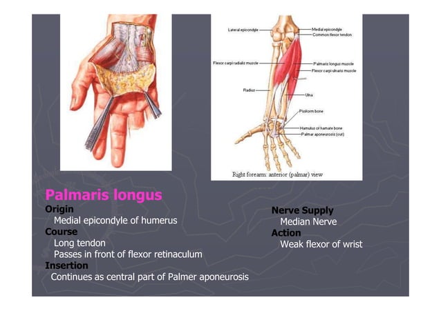 Ul- flexor - Forearm.pptx