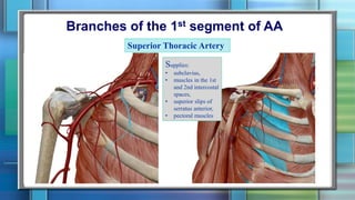 Branches of the 1st segment of AA
Superior Thoracic Artery
Supplies:
• subclavius,
• muscles in the 1st
and 2nd intercostal
spaces,
• superior slips of
serratus anterior,
• pectoral muscles
 