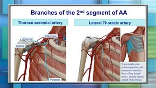 Branches of the 2nd segment of AA
Thoraco-acromial artery Lateral Thoracic artery
S: pectoralis mm,
serratus anterior, and
intercostal muscles,
the axillary lymph
nodes, and the lateral
aspect of the breast.
Acromial
Deltoid
Pectoral
Clavicular
 