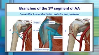 Branches of the 3rd segment of AA
Circumflex humeral arteries: anterior and posterior
A P
Supply: Deltoid
Teres M&M
Long head of triceps
HG joint
 