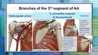 Branches of the 3rd segment of AA
Subscapular artery
1) circumflex scapular
2) thoracodorsal
Circumflex
scapula artery
anastomosis
with the
suprascapular
artery around
the neck of the
scapula.
Thoracodorsal
artery anastomoses
with the dorsal
scapular artery
along the medial
border of the
scapula.
branches
1
2
S: Latissimus Dorsi
S: Supra/infraspinatus
 