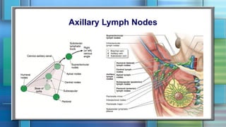 Axillary Lymph Nodes
 