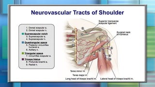 Neurovascular Tracts of Shoulder
 