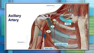 Axillary
Artery
1st rib
Pectoralis minor
Teres major
Brachial a.
Subclavian a.
I
II
III
 