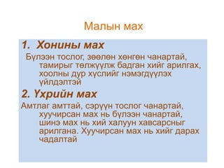 Малын мах
1. Хонины мах
Бүлээн тослог, зөөлөн хөнгөн чанартай,
тамирыг төлжүүлж бадган хийг арилгах,
хоолны дур хүслийг нэмэгдүүлэх
үйлдэлтэй

2. Үхрийн мах
Амтлаг амттай, сэрүүн тослог чанартай,
хуучирсан мах нь бүлээн чанартай,
шинэ мах нь хий халуун хавсарсныг
арилгана. Хуучирсан мах нь хийг дарах
чадалтай

 