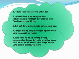 1.Hidung ialah organ deria untuk bau.
2.Sel-sel deria atau reseptor bau
kebanyakannya terdapat di bahagian atas
(bumbung) rongga hidung.
3.Sel-sel deria peka kepada semua jenis bau.
4.Rongga hidung dilapisi dengan lapisan mukus
yang menghasilkan mukus.
5.Bulu halus di dalam lubang hidung
memerangkap habuk dan kotoran dalam udara
tarik nafas untuk memastikan hanya udara
yang bersih memasuki peparu.
 