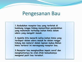 Pengesanan Bau
1.Kedudukan reseptor bau yang terletak di
bumbung rongga hidung memastikan pendedahan
yang maksimum terhadap bahan kimia dalam
udara yang mengalir masuk.
2.Apabila kita menarik nafas,bahan kimia yang
terdapat dalam udara masuk ke dalam rongga
hidung dan melarut dalam lapisan mukus.Bahan
kimia terlarut ini merangsang reseptor bau.
3.Reseptor bau menghasilkan impuls saraf dan
menghantarnya ke otak.Otak kemudiannya
mengenal pasti bau tersebut.
 