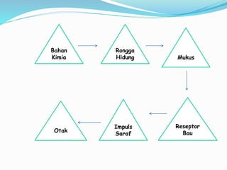 Bahan
Kimia
Rongga
Hidung Mukus
Reseptor
Bau
Impuls
Saraf
Otak
 