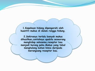 1.Kepekaan hidung dipengaruhi oleh
kuantiti mukus di dalam rongga hidung.
2.Sekiranya terlalu banyak mukus
dihasilkan,contohnya apabila seseorang
menghidap selesema,reseptor bau
menjadi kurang peka.Mukus yang tebal
menghalang bahan kimia daripada
merangsang reseptor bau.
 