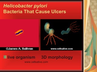 Helicobacter   pylori Bacteria That Cause Ulcers live organism   3D morphology   www.cellsalive.com 