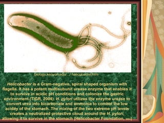 biology.kenyon.edu/.../ helicobacter/htm Helicobacter  is a Gram-negative, spiral shaped organism with flagella. It has a potent multisubunit urease enzyme that enables it to survive in acidic pH conditions and colonize the gastric environment (TIGR, 2004).  H. pylori  utilizes the enzyme urease to convert urea into bicarbonate and ammonia to combat the low acidity of the stomach. The mixing of the two extreme pH levels creates a neutralized protective cloud around the  H. pylori , allowing it to survive in the stomach (Helicobacter Foundation,  2004 ) 