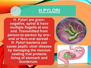 H.PYLORI
H. Pylori are gram-
negative, spiral & have
multiple flagella at one
end. Transmitted from
person-to-person by oro–
oral or feco-oral spread .
H. Pylori bacteria can
cause peptic ulcer disease
by damaging the mucous
coating that protects
lining of stomach and
duodenum.
 