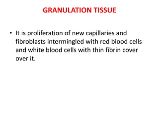 GRANULATION TISSUE
• It is proliferation of new capillaries and
fibroblasts intermingled with red blood cells
and white blood cells with thin fibrin cover
over it.
 