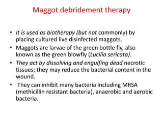 Maggot debridement therapy
• It is used as biotherapy (but not commonly) by
placing cultured live disinfected maggots.
• Maggots are larvae of the green bottle fly, also
known as the green blowfly (Lucilia sericata).
• They act by dissolving and engulfing dead necrotic
tissues; they may reduce the bacterial content in the
wound.
• They can inhibit many bacteria including MRSA
(methicillin resistant bacteria), anaerobic and aerobic
bacteria.
 