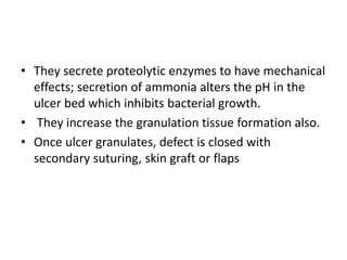 • They secrete proteolytic enzymes to have mechanical
effects; secretion of ammonia alters the pH in the
ulcer bed which inhibits bacterial growth.
• They increase the granulation tissue formation also.
• Once ulcer granulates, defect is closed with
secondary suturing, skin graft or flaps
 