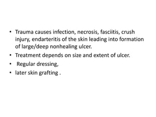 • Trauma causes infection, necrosis, fasciitis, crush
injury, endarteritis of the skin leading into formation
of large/deep nonhealing ulcer.
• Treatment depends on size and extent of ulcer.
• Regular dressing,
• later skin grafting .
 