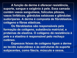 A função da derme é oferecer resistência, suporte, sangue e oxigênio à pele. Essa camada contém vasos sanguíneos, folículos pilosos, vasos linfáticos, glândulas sebáceas e glândulas sudoríparas. A derme é composta de fibroblastos, colágeno e fibras elásticas.  Os fibroblastos são responsáveis pela formação de colágeno, substância matricial, e proteínas de elastina. O colágeno dá resistência à pele e a elastina é responsável pelo rechaço cutâneo.  Espessos feixes de colágeno ligam a derme ao tecido subcutâneo e às estruturas de suporte subjacentes, como fáscia, músculo e ossos. 