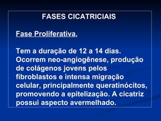 FASES CICATRICIAIS  Fase Proliferativa , Tem a duração de 12 a 14 dias. Ocorrem neo-angiogênese, produção de colágenos jovens pelos fibroblastos e intensa migração celular, principalmente queratinócitos, promovendo a epitelização. A cicatriz possui aspecto avermelhado. 