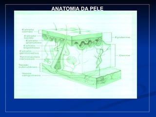 ANATOMIA DA PELE 