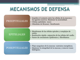 • Impiden el contacto entre las células de la mucosa y
los agentes nocivos. Mantener la neutralidad.
• Células epiteliales- moco
• Glándulas de Brunner- bicarbonato
PREEPITELIALES
• Membranas de las células apicales y complejos de
unión.
• Restitución rápida- migración de las células del cuello.
• Factor de crecimiento epidérmico y fibroblastos.
EPITELIALES
• Flujo sanguíneo de la mucosa- sustratos energéticos.
• Mantener la integridad de la mucosa y remover iones
hidrógeno.
POSEPITELIALES
 