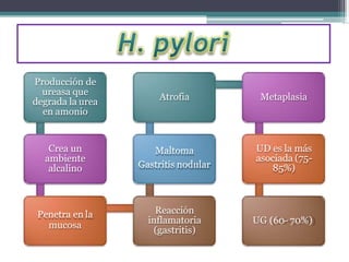 Producción de
ureasa que
degrada la urea
en amonio
Crea un
ambiente
alcalino
Penetra en la
mucosa
Reacción
inflamatoria
(gastritis)
Maltoma
Gastritis nodular
Atrofia Metaplasia
UD es la más
asociada (75-
85%)
UG (60- 70%)
 