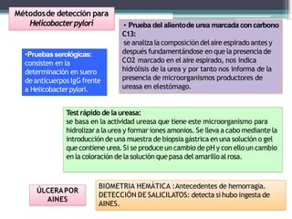 Métodosde detección para
Helicobacterpylori • Prueba del alientode urea marcada concarbono
C13:
se analizala composicióndelaire espirado antes y
después fundamentándose en que la presencia de
CO2 marcado en el aire espirado, nos indica
hidrólisis de la urea y por tanto nos informa de la
presencia de microorganismos productores de
ureasa en elestómago.
•Pruebasserológicas:
consisten en la
determinación en suero
deanticuerposIgG frente
a Helicobacterpylori.
Test rápido de la ureasa:
se basa en la actividad ureasa que tiene este microorganismo para
hidrolizara la urea y formar iones amonios. Se lleva a cabo mediante la
introducción de una muestra de biopsia gástrica en una solución o gel
que contiene urea.Si se produce un cambio de pH y con elloun cambio
en la coloración de la solución que pasa del amarilloalrosa.
ÚLCERAPOR
AINES
BIOMETRIA HEMÁTICA :Antecedentes de hemorragia.
DETECCIÓN DE SALICILATOS: detecta si hubo ingesta de
AINES.
 