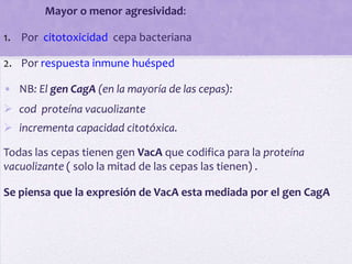 Mayor o menor agresividad:

1. Por citotoxicidad cepa bacteriana

2. Por respuesta inmune huésped

• NB: El gen CagA (en la mayoría de las cepas):
 cod proteína vacuolizante
 incrementa capacidad citotóxica.

Todas las cepas tienen gen VacA que codifica para la proteína
vacuolizante ( solo la mitad de las cepas las tienen) .

Se piensa que la expresión de VacA esta mediada por el gen CagA
 