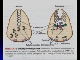ULCERA PEPTICA Gatrica - Medicina pregrado