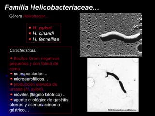 Género Helicobacter…
Familia Helicobacteriaceae…
Familia Helicobacteriaceae…
Características:
Bacilos Gram negativos
pequeños y con forma de
coma…
no esporulados…
microaerofílicos…
producción elevada de
ureasa (H. pylori)…
móviles (flagelo lofótrico)…
agente etiológico de gastritis,
úlceras y adenocarcinoma
gástrico…
H. pylori
H. cinaedi
H. fennelliae
 