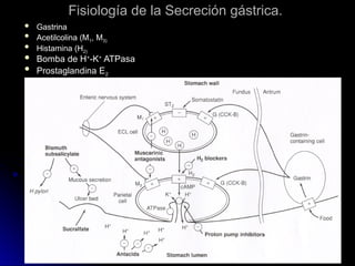 Fisiología de la Secreción gástrica.
Fisiología de la Secreción gástrica.
 Gastrina
Gastrina
 Acetilcolina (M
Acetilcolina (M1
1, M
, M3)
3)
 Histamina (H
Histamina (H2)
2)
 Bomba de H
Bomba de H+
+
-K
-K+
+
ATPasa
ATPasa
 Prostaglandina E
Prostaglandina E2
2
 