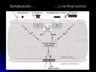 Señalización… …y vía final común
Señalización… …y vía final común
 