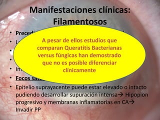 Manifestaciones clínicas:
Filamentosos
• Precedidas de traumatismo ocular vegetalPrecedidas de traumatismo ocular vegetal
• Lesión blanco-grisácea de apariencia secaapariencia seca
• Márgenes indefinidos y proyecciones digitiformesMárgenes indefinidos y proyecciones digitiformes
• Infiltrado celular perilesional escaso
• Infiltrado en anillo
• Focos satélites
• Epitelio suprayacente puede estar elevado o intacto
pudiendo desarrollar supuración intensa Hipopion
progresivo y membranas inflamatorias en CA
Invadir PP
A pesar de ellos estudios que
comparan Queratitis Bacterianas
versus fúngicas han demostrado
que no es posible diferenciar
clínicamente
 