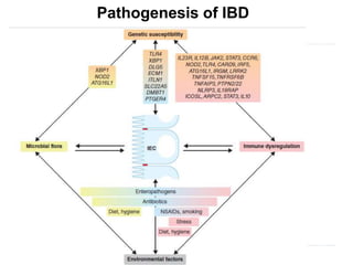 Pathogenesis of IBD
 