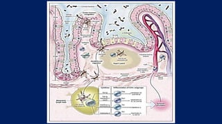The Intestinal Immune System
 