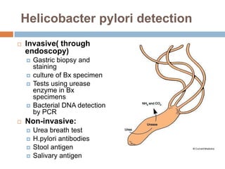 Helicobacter pylori detection


Invasive( through
endoscopy)







Gastric biopsy and
staining
culture of Bx specimen
Tests using urease
enzyme in Bx
specimens
Bacterial DNA detection
by PCR

Non-invasive:





Urea breath test
H.pylori antibodies
Stool antigen
Salivary antigen

 