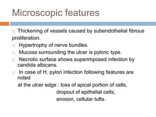 Microscopic features
Thickening of vessels caused by subendothelial fibrous
proliferation.
 Hypertrophy of nerve bundles.
 Mucosa surrounding the ulcer is pyloric type.
 Necrotic surface shows superimposed infection by
candida albicans.
 In case of H. pylori infection following features are
noted
at the ulcer edge : loss of apical portion of cells,
dropout of epithelial cells,
erosion, cellular tufts.


 