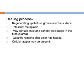 Healing process






Regenerating epithelium grows over the surface.
Intestinal metaplasia
May contain chief and parietal cells (ulcer in the
fundus area)
Gastritis remains after ulcer has healed.
Cellular atypia may be present.

 