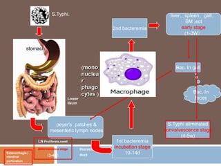 S.Typhi.
2nd bacteremia

liver、spleen、gall、
BM ,ect
early stage
(1-3W）

stomach

(mono

Bac. In gall

nuclea
r
phago
cytes )

Bac. In
feces

Lower
ileum

S.Typhi eliminated
convalvescence stage
(4-5w)

peyer's patches &
mesenteric lymph nodes
LN Proliferate,swell
necrosis
defervescence stage
Enterorrhagia,i
ntestinal
perforation

（3-4w）

thoracic
duct

1st bacteremia
(Incubation stage)
10-14d

 