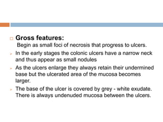 







Gross features:
Begin as small foci of necrosis that progress to ulcers.
In the early stages the colonic ulcers have a narrow neck
and thus appear as small nodules
As the ulcers enlarge they always retain their undermined
base but the ulcerated area of the mucosa becomes
larger.
The base of the ulcer is covered by grey - white exudate.
There is always undenuded mucosa between the ulcers.

 