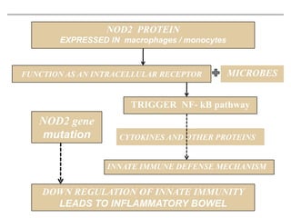 NOD2 PROTEIN
EXPRESSED IN macrophages / monocytes

FUNCTION AS AN INTRACELLULAR RECEPTOR

MICROBES

TRIGGER NF- kB pathway

NOD2 gene
mutation

CYTOKINES AND OTHER PROTEINS

INNATE IMMUNE DEFENSE MECHANISM

DOWN REGULATION OF INNATE IMMUNITY
LEADS TO INFLAMMATORY BOWEL

 