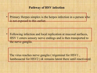35
Pathway of HSV infection
• Primary Herpes simplex is the herpes infection in a person who
is not exposed to this earlier.
• Following infection and local replication at mucosal surfaces,
HSV 1 enters sensory nerve endings and is then transported to
the nerve ganglia.
The virus reaches nerve ganglia ( trigeminal for HSV1 ,
lumbosacral for HSV2 ) & remains latent there until reactivated.
 