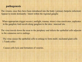 43
pathogenesis
The viruses, once they have been introduced into the body ( primary herpetic infection)
Appear to reside dormantly / latent within the regional ganglia
When appropriate trigger occurs ( sunlight, trauma, stress) virus reactivates ,replicates
in the ganglion And travels along ganglion to the skin / mucosal site
The virus travels down the axon to the periphery and infects the epithelial cells adjacent
to the cutaneous nerve endings.
The virus causes the epithelial cells to enlarge to form multi- nucleated giant cells
( Tzank cells)
Causes cells lysis and formation of vesicles.
 