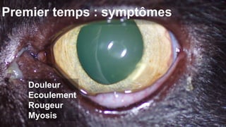 Premier temps : symptômes 
Douleur 
Ecoulement 
Rougeur 
Myosis 
 