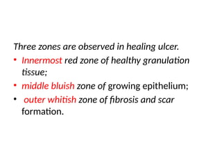Three zones are observed in healing ulcer.
• Innermost red zone of healthy granulation
tissue;
• middle bluish zone of growing epithelium;
• outer whitish zone of fibrosis and scar
formation.
 
