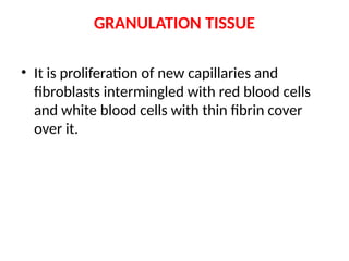 GRANULATION TISSUE
• It is proliferation of new capillaries and
fibroblasts intermingled with red blood cells
and white blood cells with thin fibrin cover
over it.
 