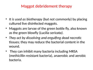 Maggot debridement therapy
• It is used as biotherapy (but not commonly) by placing
cultured live disinfected maggots.
• Maggots are larvae of the green bottle fly, also known
as the green blowfly (Lucilia sericata).
• They act by dissolving and engulfing dead necrotic
tissues; they may reduce the bacterial content in the
wound.
• They can inhibit many bacteria including MRSA
(methicillin resistant bacteria), anaerobic and aerobic
bacteria.
 