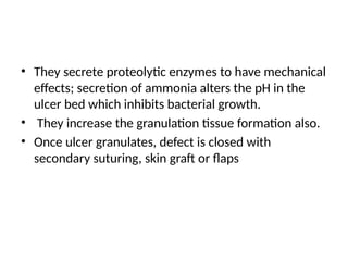 • They secrete proteolytic enzymes to have mechanical
effects; secretion of ammonia alters the pH in the
ulcer bed which inhibits bacterial growth.
• They increase the granulation tissue formation also.
• Once ulcer granulates, defect is closed with
secondary suturing, skin graft or flaps
 