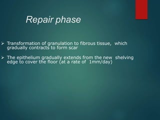 Repair phase
 Transformation of granulation to fibrous tissue, which
gradually contracts to form scar
 The epithelium gradually extends from the new shelving
edge to cover the floor (at a rate of 1mm/day)
 